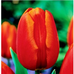 Tulpės 'Triumph Orange' - 1...