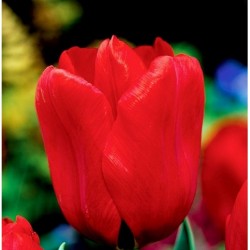 Tulpės 'Triumph Red' - 1 vnt.