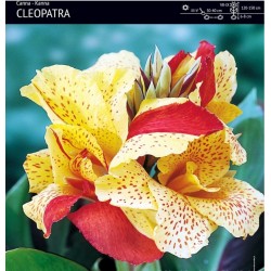 Kanai - Cleopatra - 1 vnt.