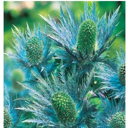 Alpinės Zundos - Mikołajek...