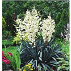 Juka Karolinska - 1 vnt.