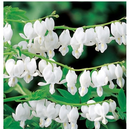 auskarėliai / varpeliai balti