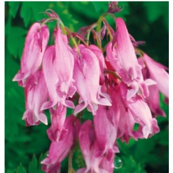 Auskarėliai - Luxuriant - 1...