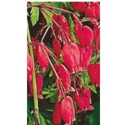 Auskarėliai - Bacchannal...