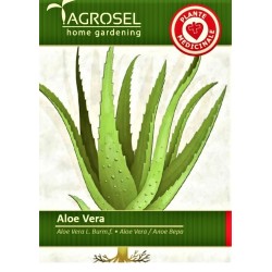 Tikrieji Alavijai Aloe Vera