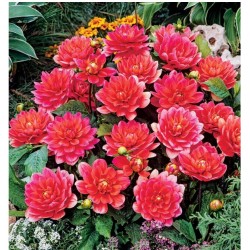 Jurginai Žemaūgiai Berliner...