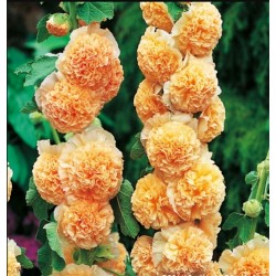 Piliarožės - Oranžinės - 1vnt