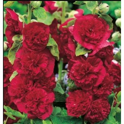 Piliarožės - Raudonos - 1vnt