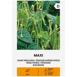 DWARF FRENCH BEAN MAXI