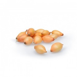 Svogūnų sodinukai "Senshyu...