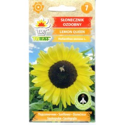 Tikrosios saulėgrąžos Lemon...