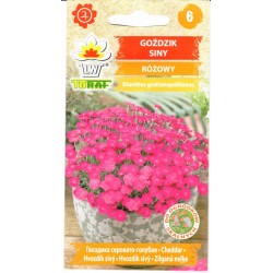 Žydrieji gvazdikai (lot....