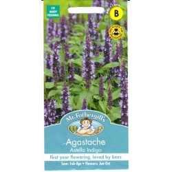 Kinmėtės Astello Indigo...