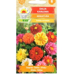 Darželiniai jurginai...