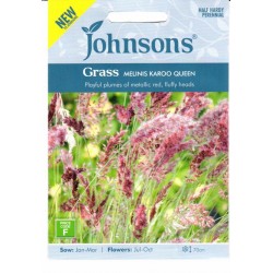 Rubino žolė Karoo Queen...