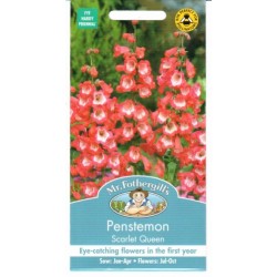 Plikažiedžiai penstemonai...