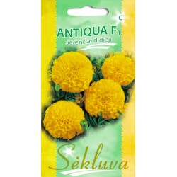 Didieji serenčiai Antiqua...