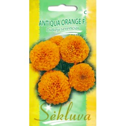 Didieji serenčiai Antiqua...