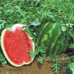 Arbūzai TOPGUN H 5 sėklos