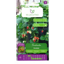 Braškės Pendula...