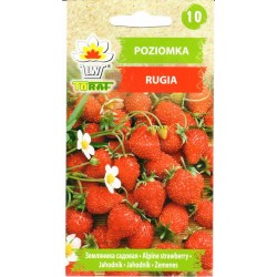 Paprastosios žemuogės Rugia...