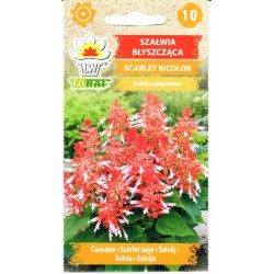 Raudonžiedžiai šalavijai...