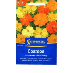 Geltonosios kosmėjos...