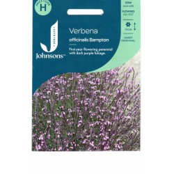 Vaistinės verbenos Bampton