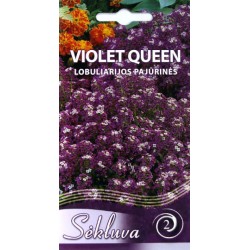 LOBULIARIJOS VIOLET QUEEN...