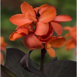 Kanai - Happy - Wilma 1 vnt.