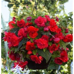 Begonija - Odorata Red glory