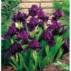 Irisai Cherry garden