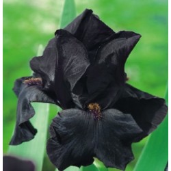 Irisai Black Night