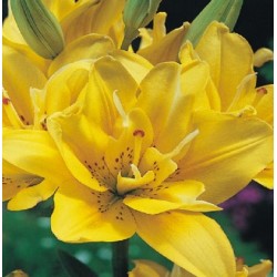 Lelijos Azijinės Fata Morgana