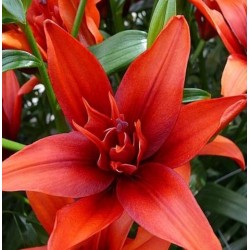 Lelijos Azijinės Coctail Twins