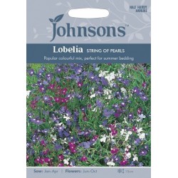 PAPRASTOJI LOBELIJA STRING...