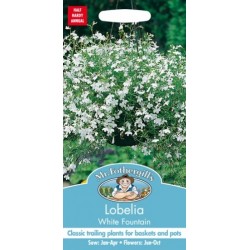 Paprastoji lobelija White...